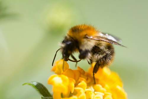 honey bee bee perched on yellow flower insect